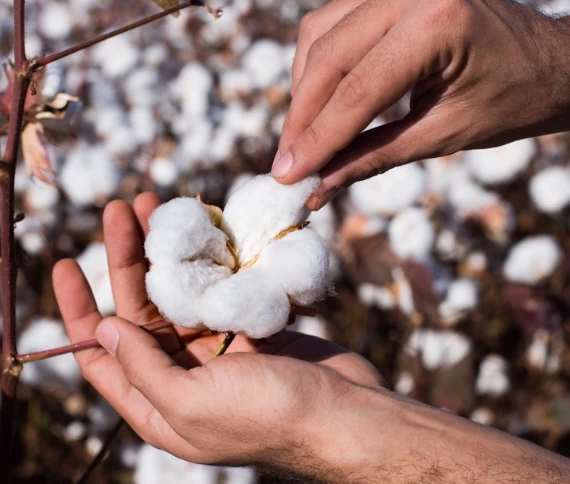 Produtores brasileiros de algodão enfrentam cenário desafiador com escassez de produto de qualidade e incertezas no mercado internacional